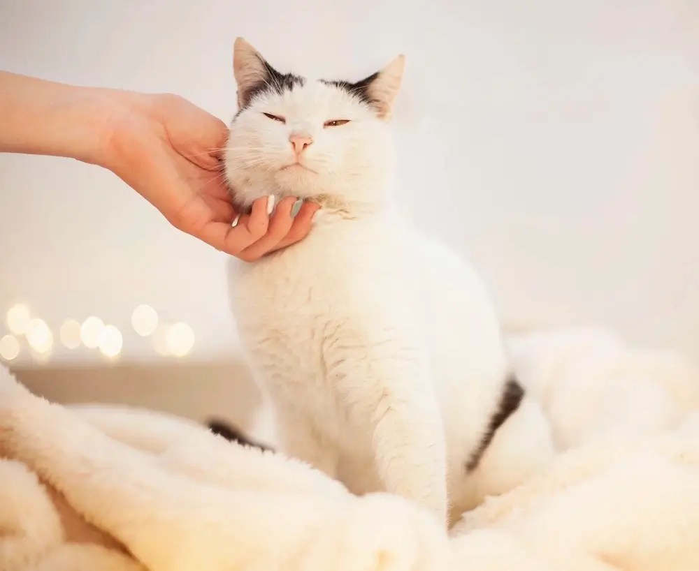 How to Get a Cat to Eat Wet Food Vet Shares 15 Best Tips